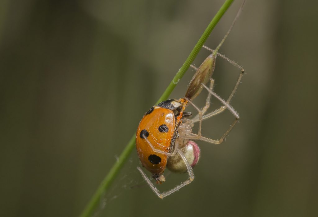 Comb-footed spider feasting on a seven spot ladybird