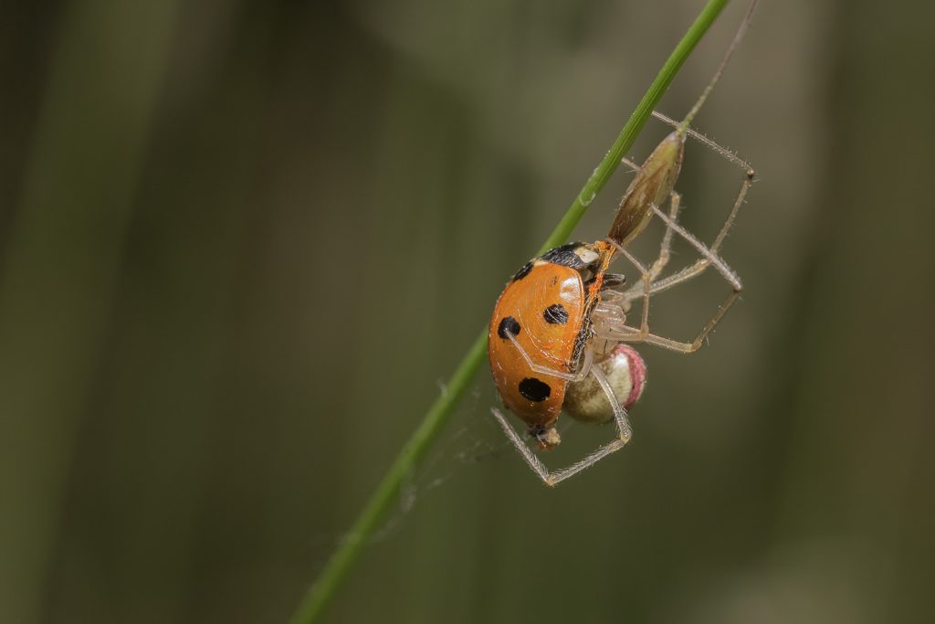 Comb-footed spider feasting on a seven spot ladybird